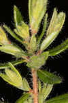 Hairy laurel <BR>Hairy wicky